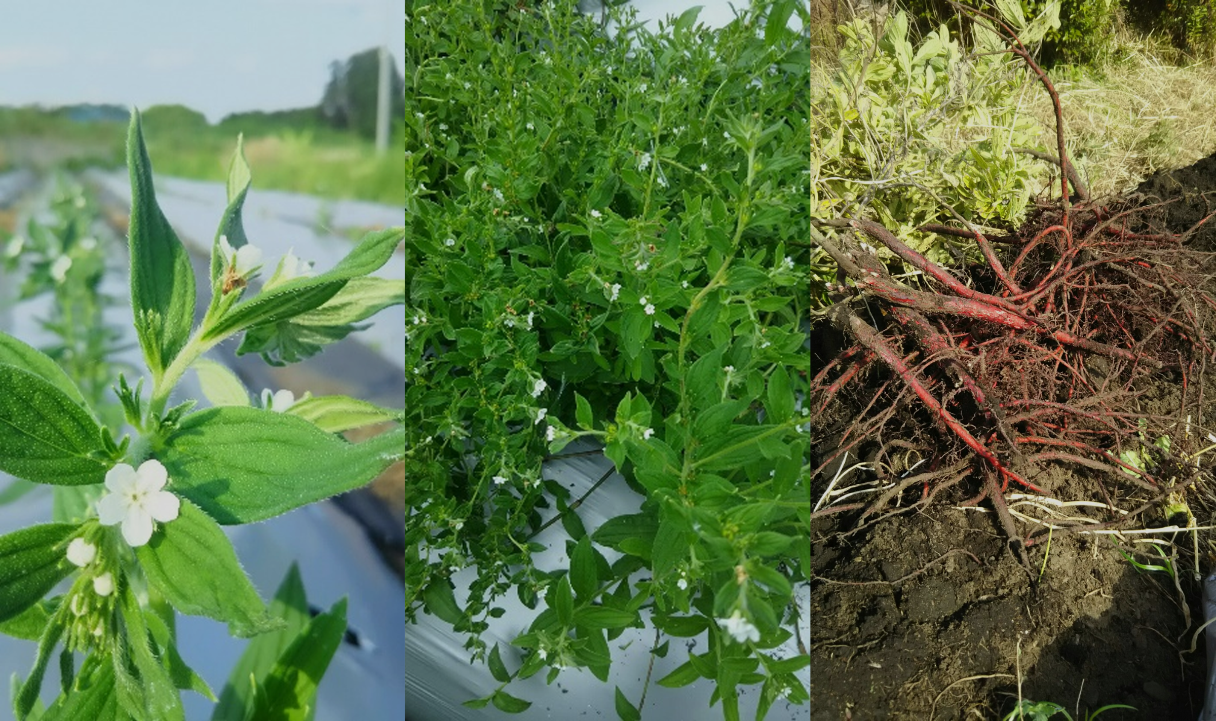 ムラサキの花・茂み・紫根